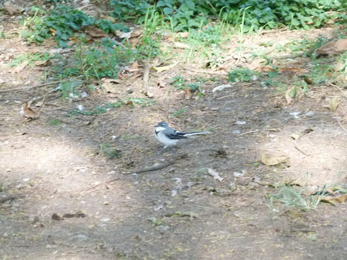 Mountain Wagtail - ML639027458
