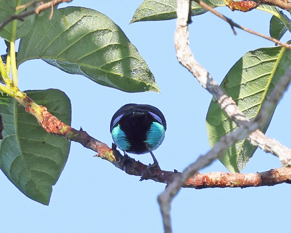 Opal-crowned Tanager - ML639027490
