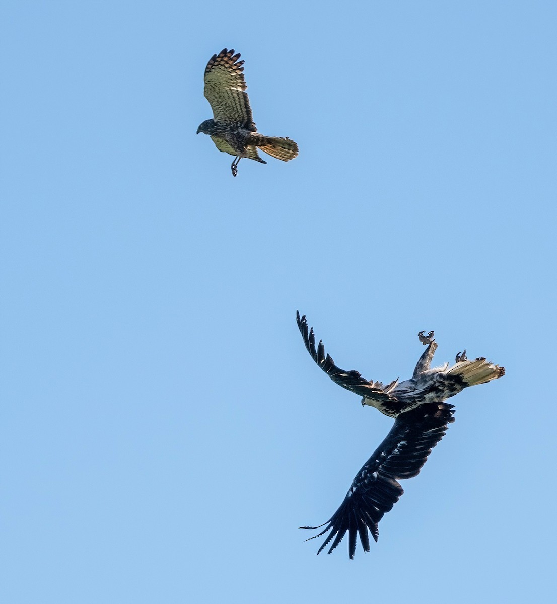 African Marsh Harrier - ML639027517