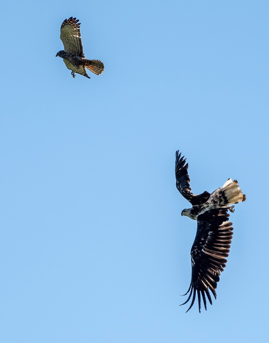 African Marsh Harrier - ML639027518