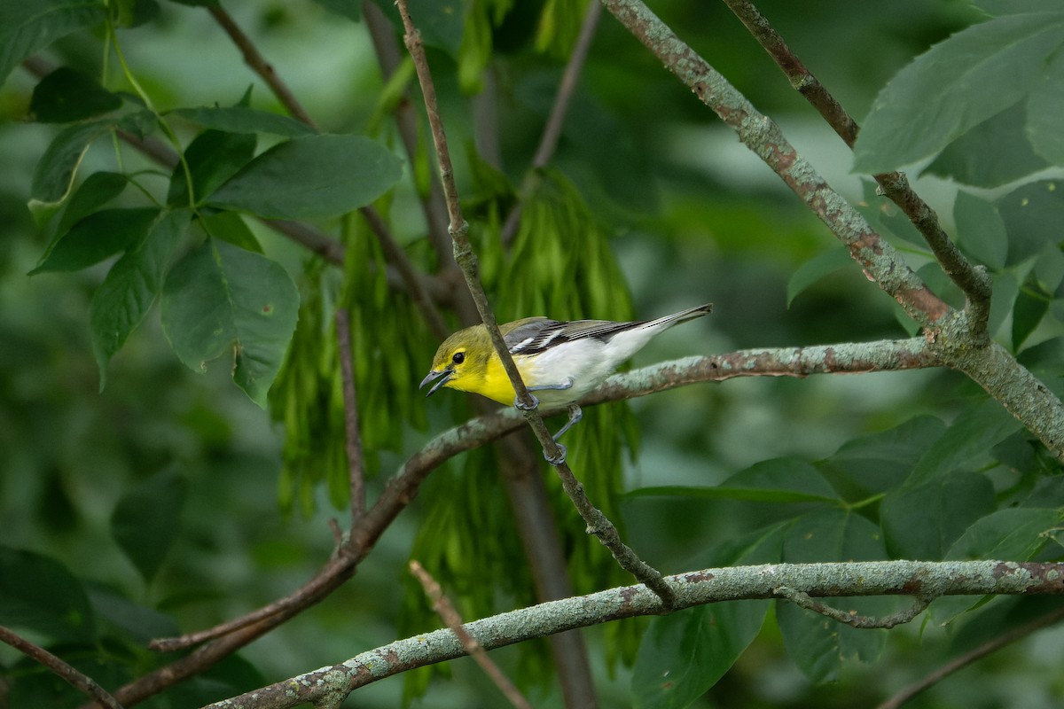 Yellow-throated Vireo - ML639027519