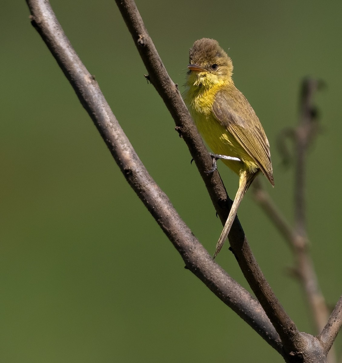 African Yellow-Warbler - ML639027561