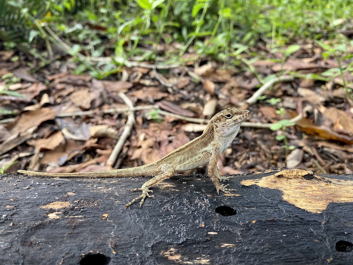 Crested Anole - ML639027593