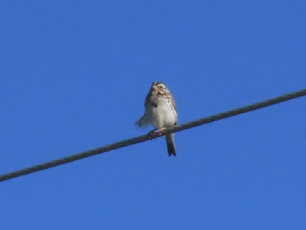 Savannah Sparrow - ML639027594