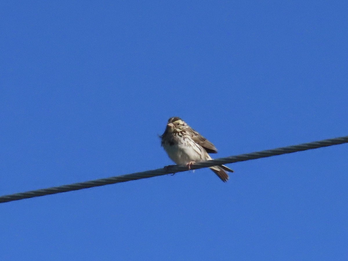 Savannah Sparrow - ML639027595