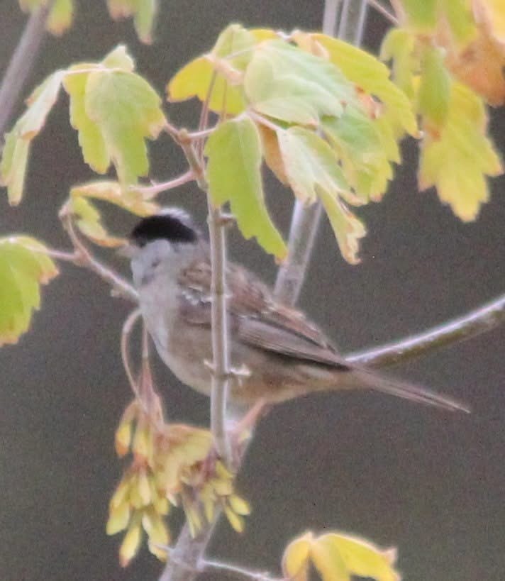Golden-crowned Sparrow - ML639027602