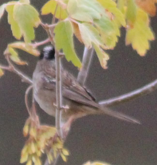 Golden-crowned Sparrow - ML639027603