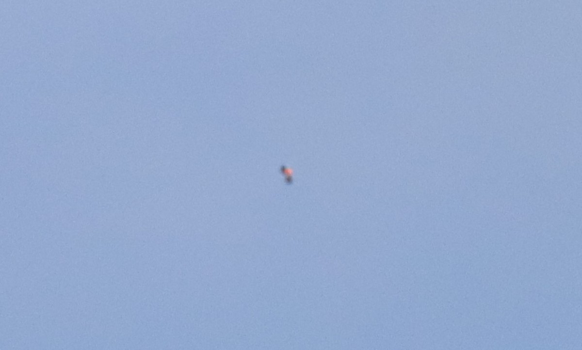 Greater Flamingo - ML639027605