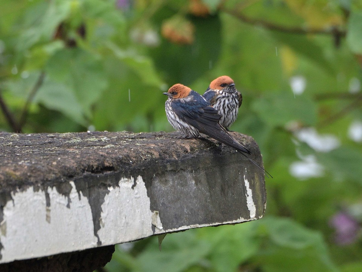 Lesser Striped Swallow - ML639027614