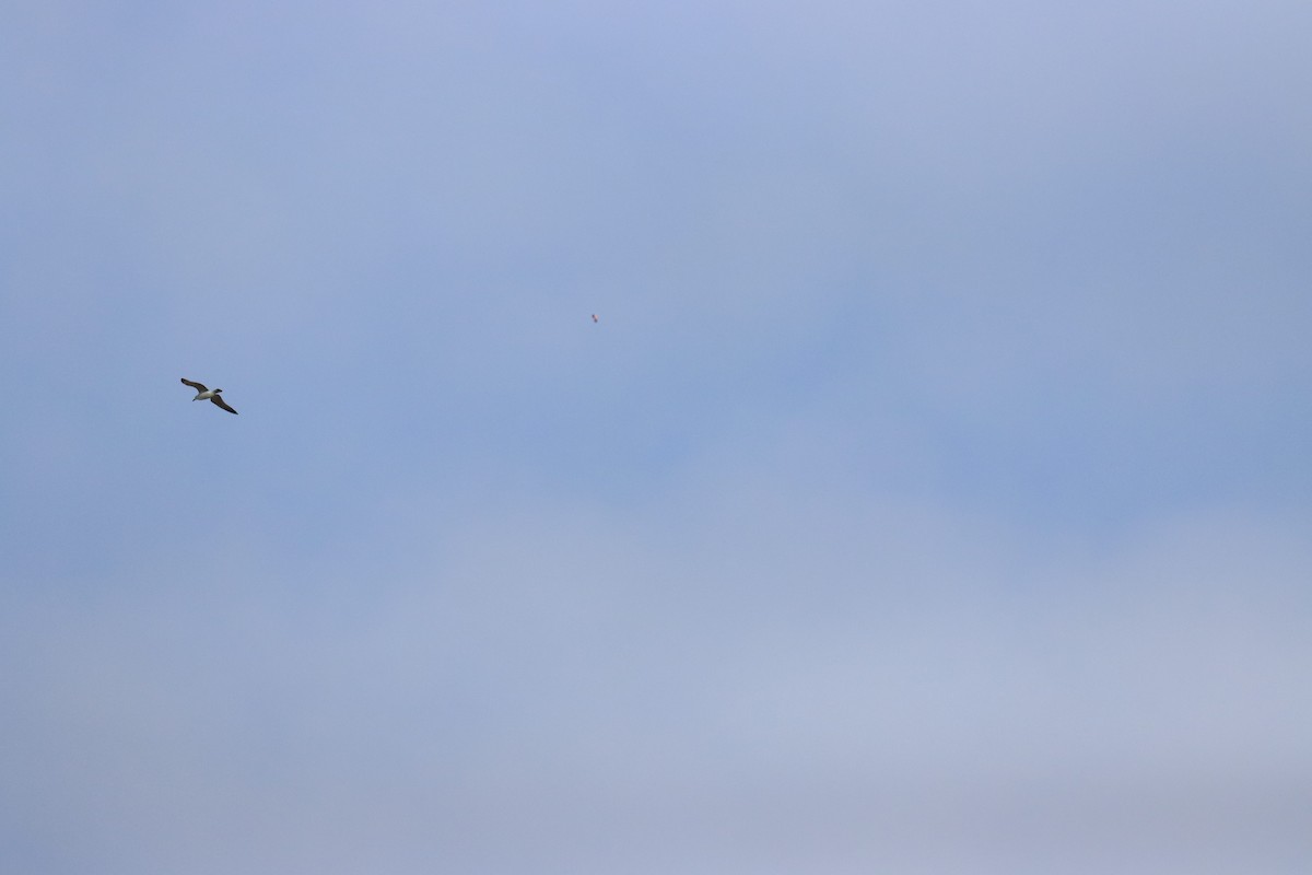 Greater Flamingo - ML639027617