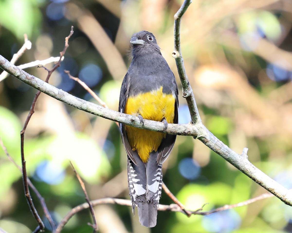Green-backed Trogon - ML639027623