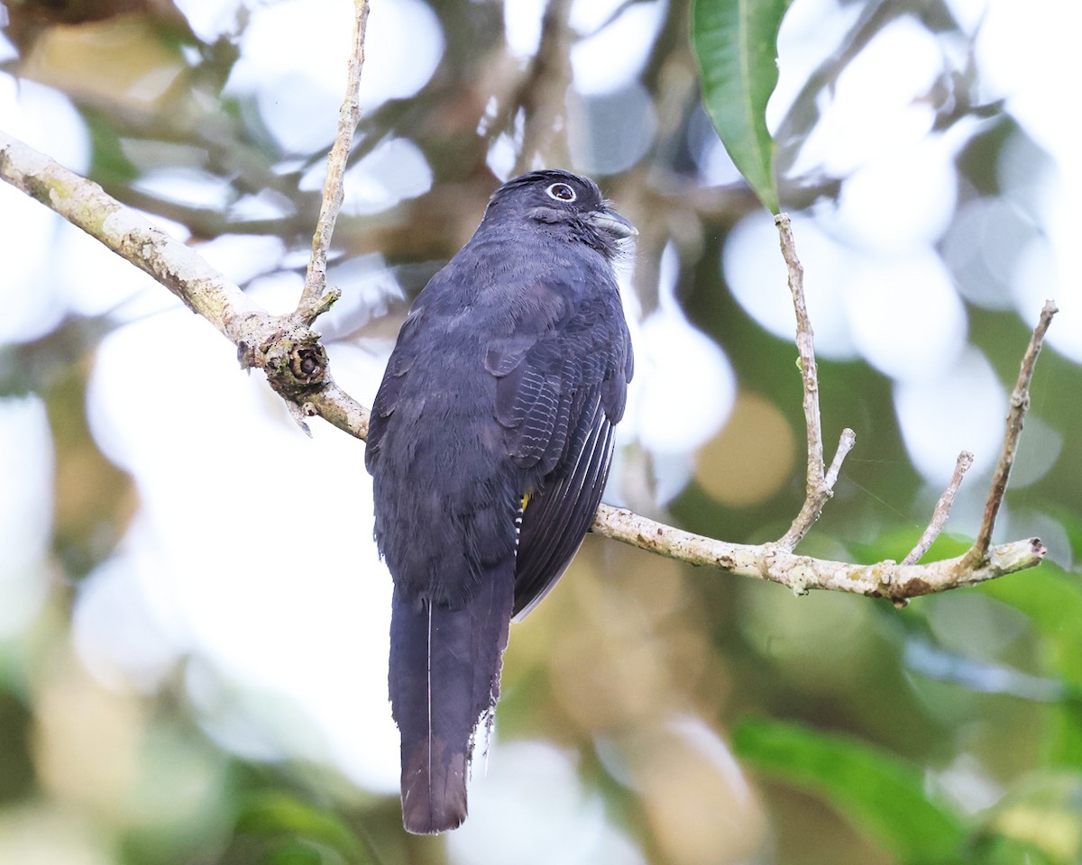 Green-backed Trogon - ML639027627