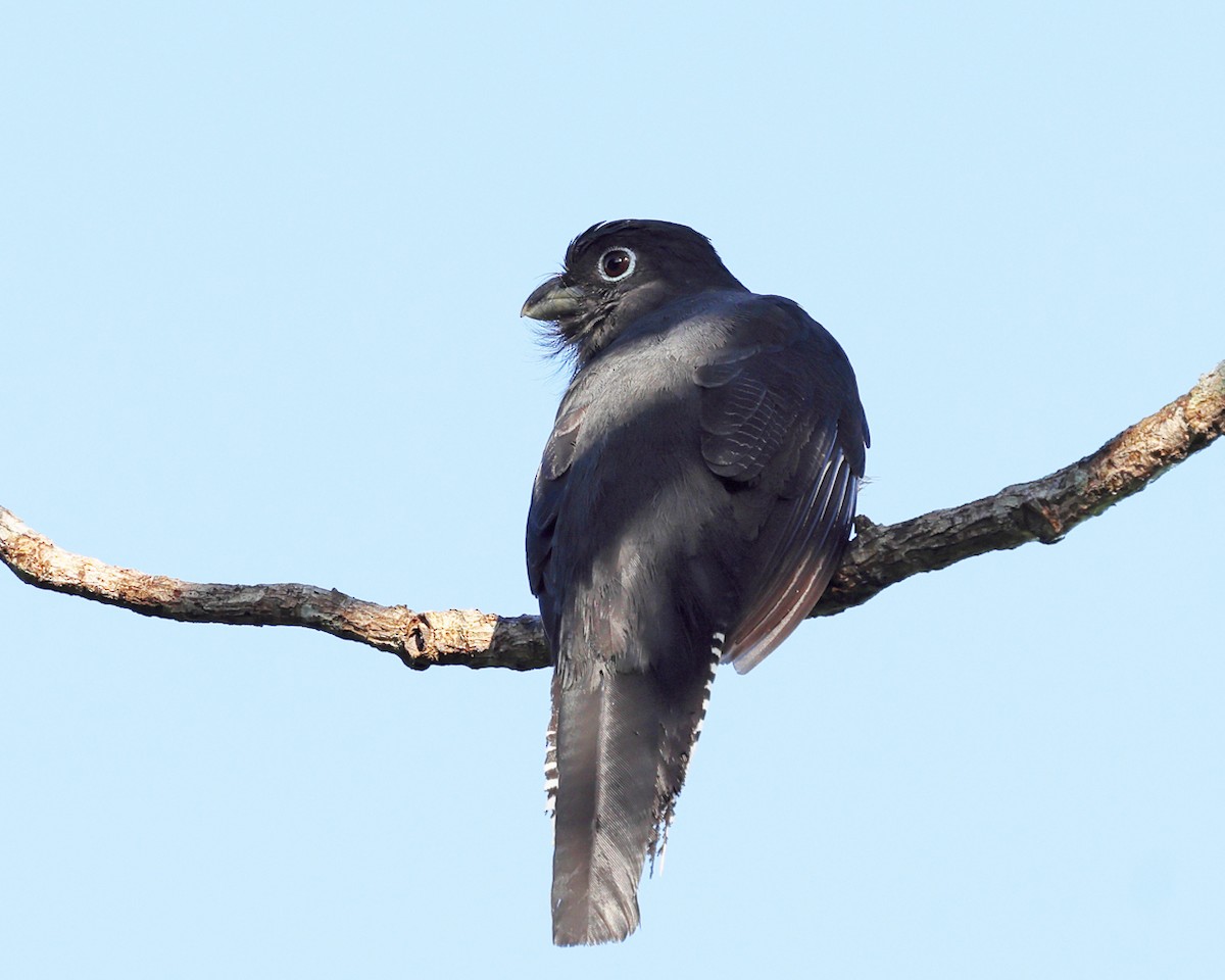 Green-backed Trogon - ML639027629