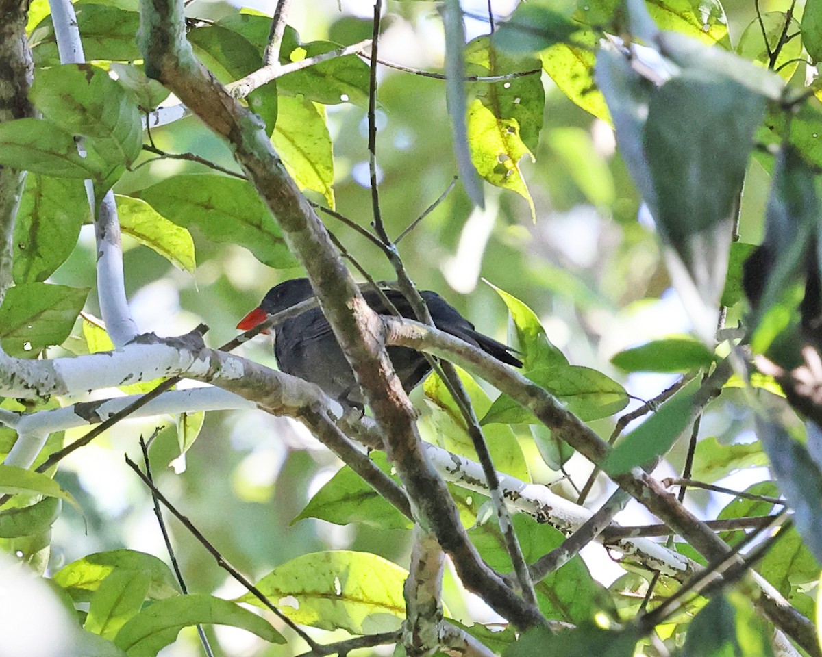 Slate-colored Grosbeak - ML639027696