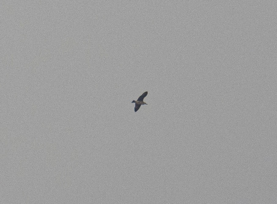 Black-crowned Night Heron - ML639027723