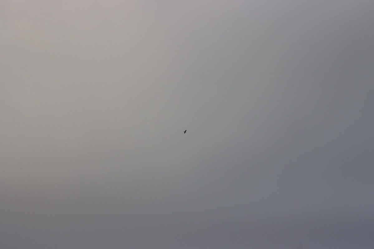 Black-crowned Night Heron - ML639027724