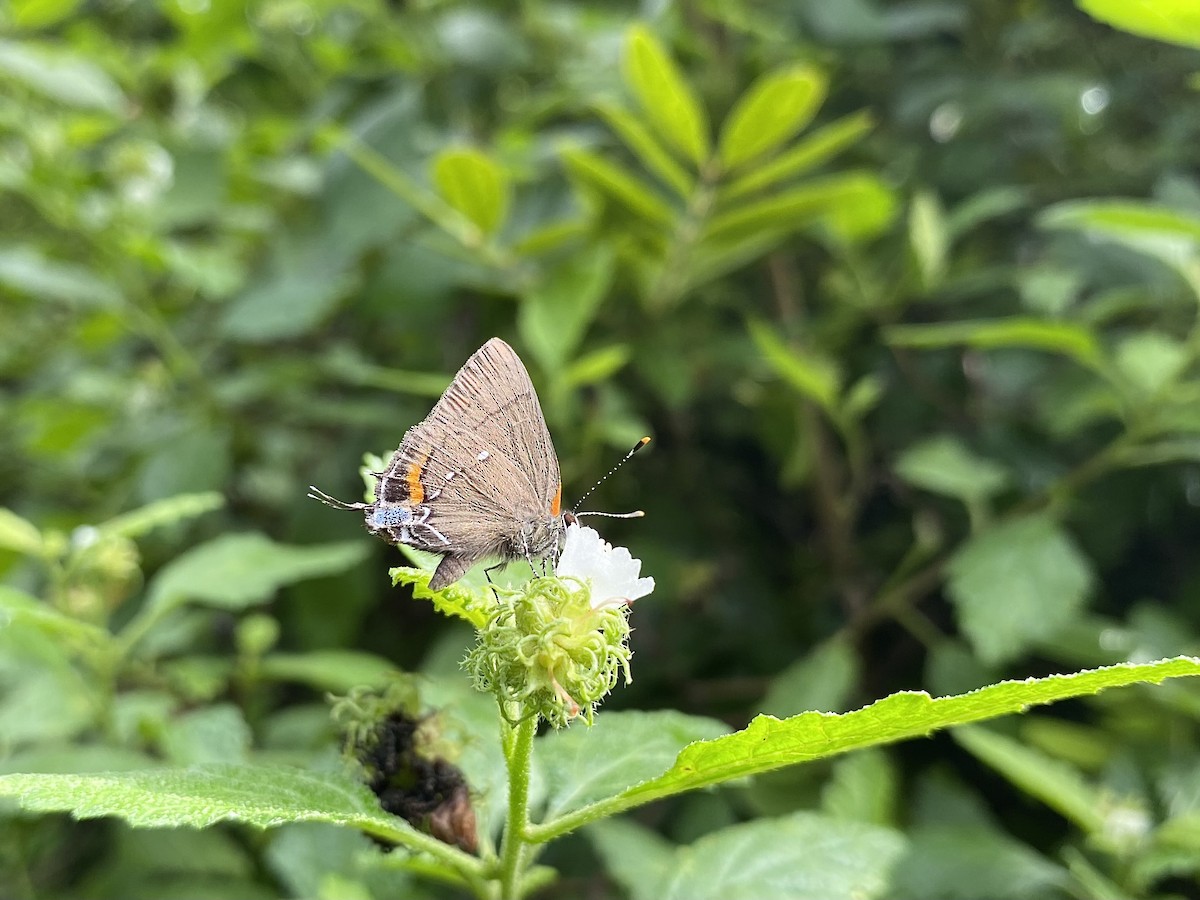 Fulvous Hairstreak - ML639027728