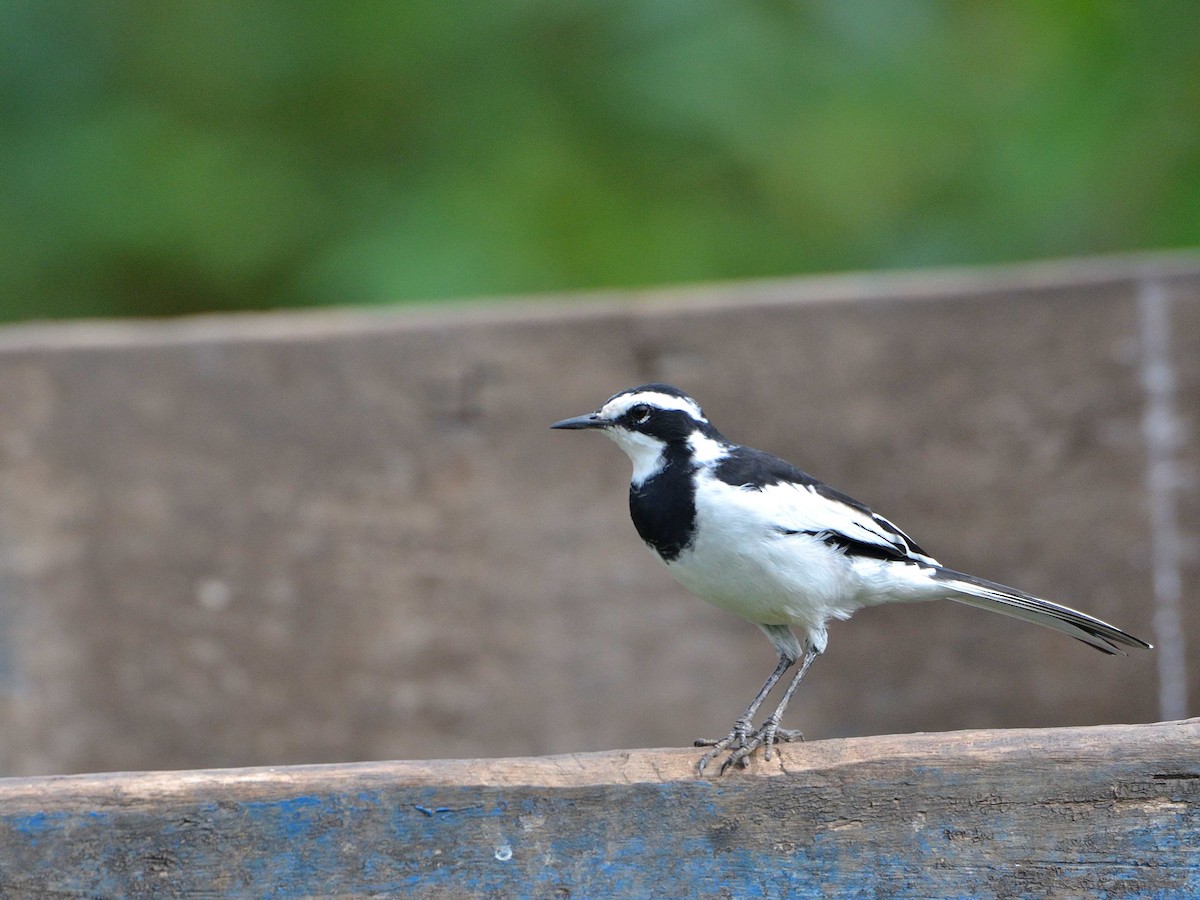 African Pied Wagtail - ML639027734