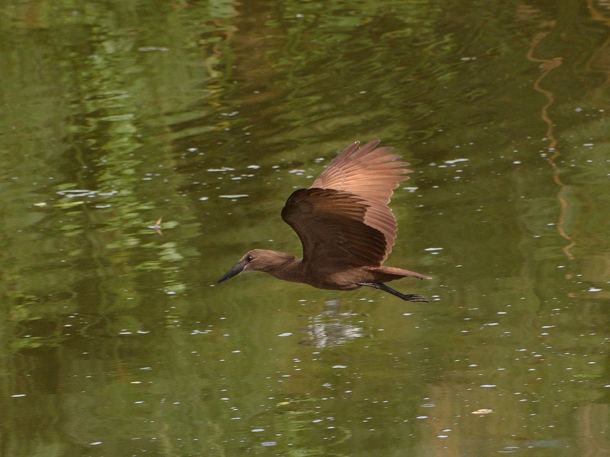Hamerkop - ML639027736