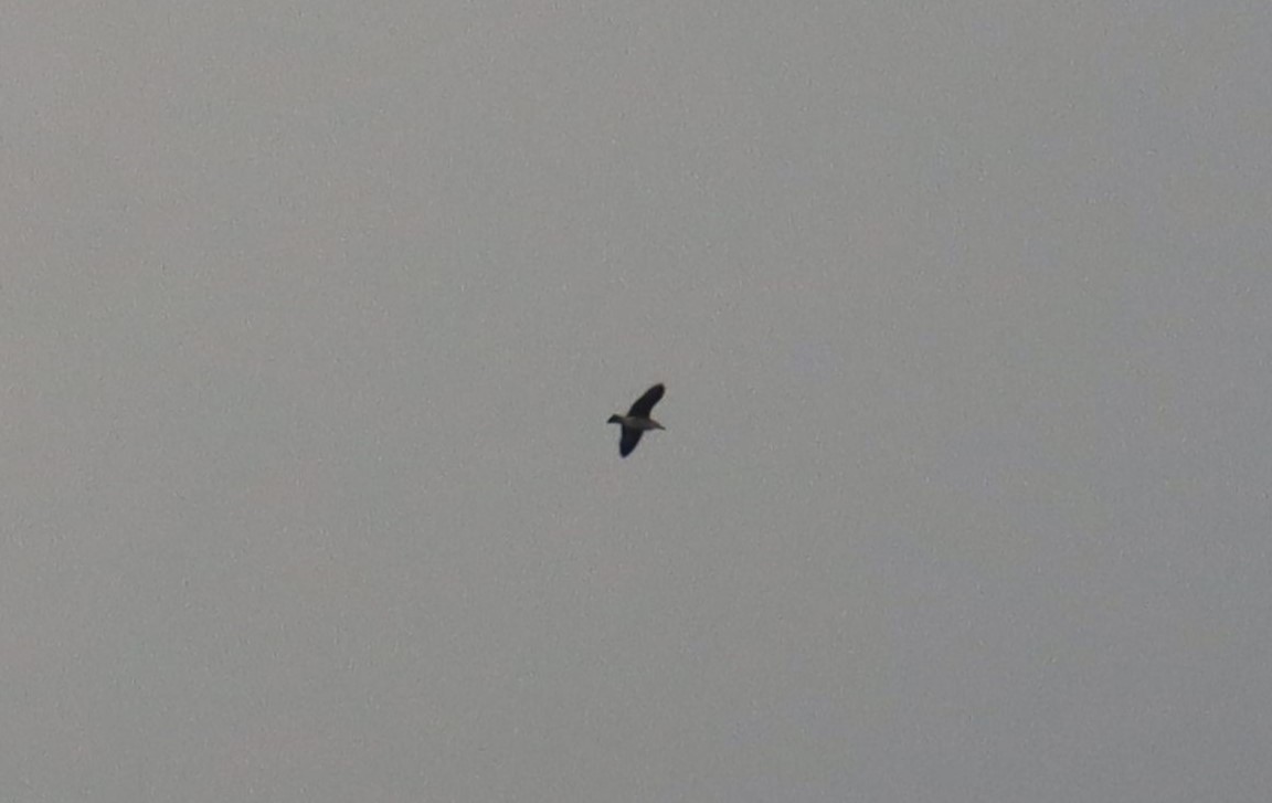 Black-crowned Night Heron - ML639027745