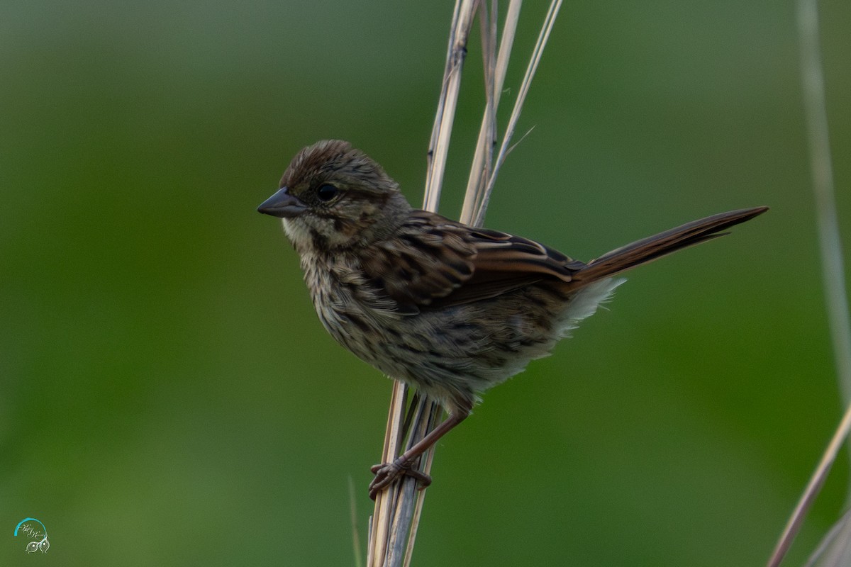 Swamp Sparrow - ML639027752