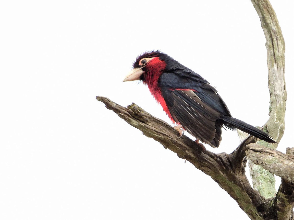 Double-toothed Barbet - ML639027756