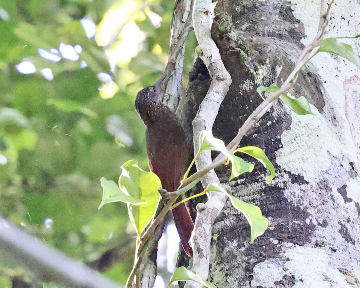 Buff-throated Woodcreeper - ML639027766