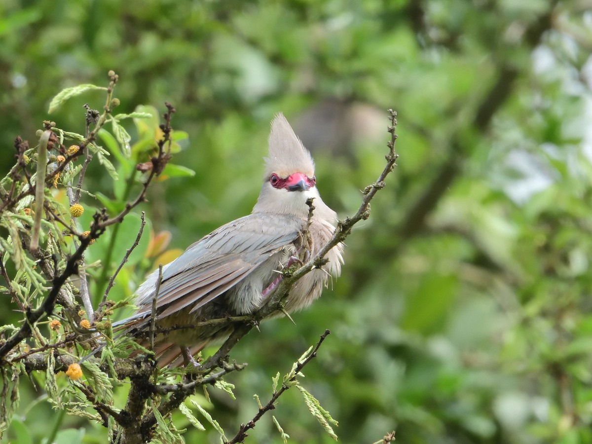 Blue-naped Mousebird - ML639027775