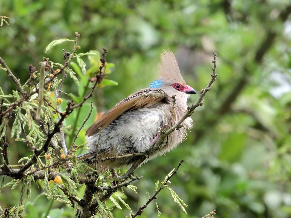 Blue-naped Mousebird - ML639027785