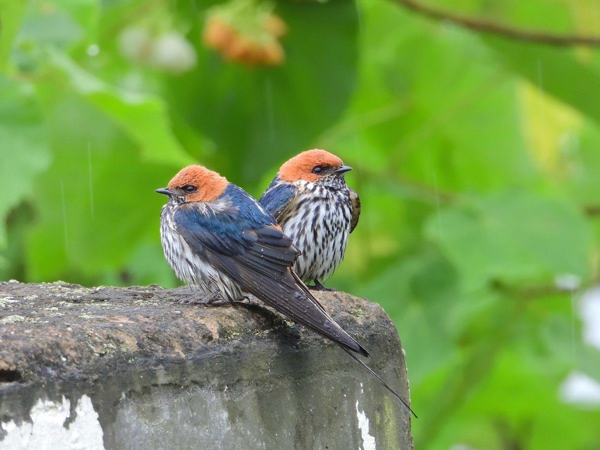 Lesser Striped Swallow - ML639027793
