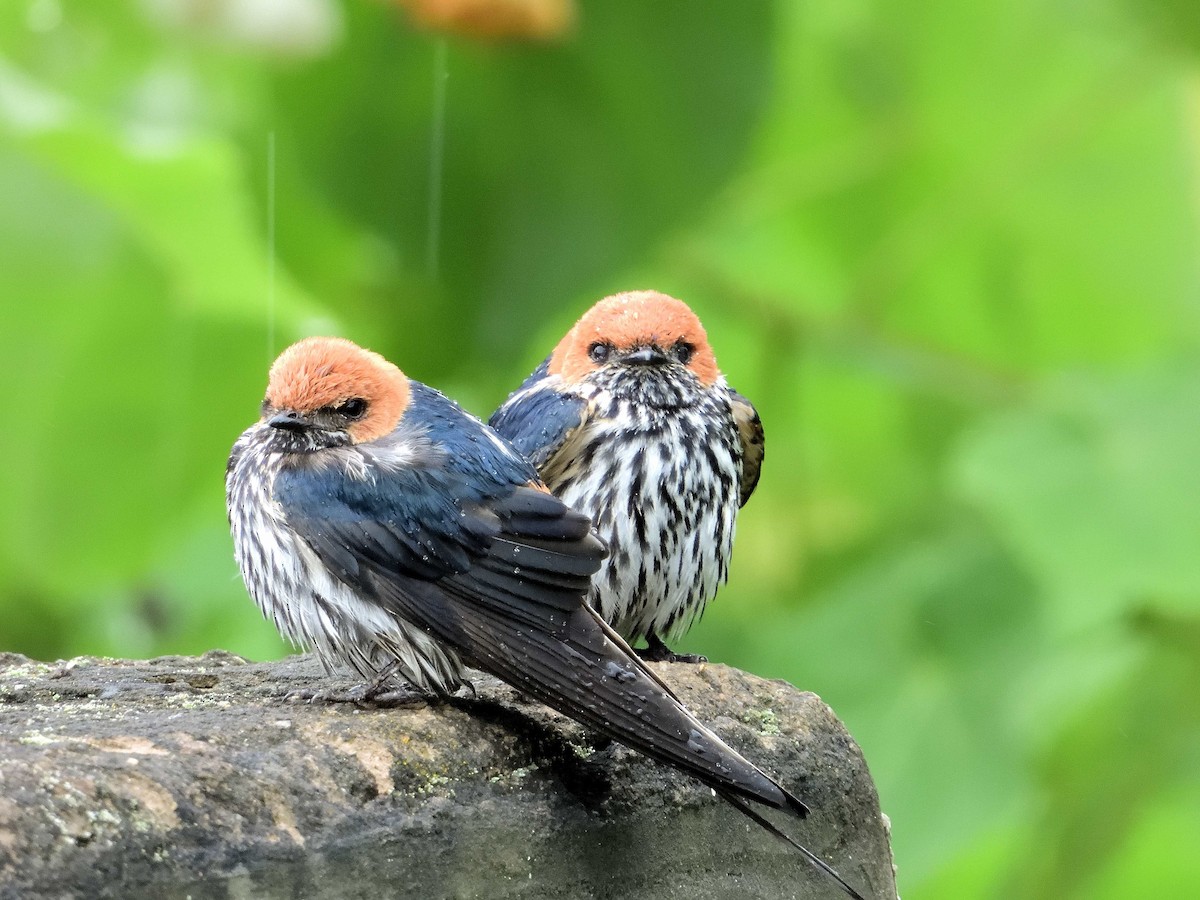 Lesser Striped Swallow - ML639027801