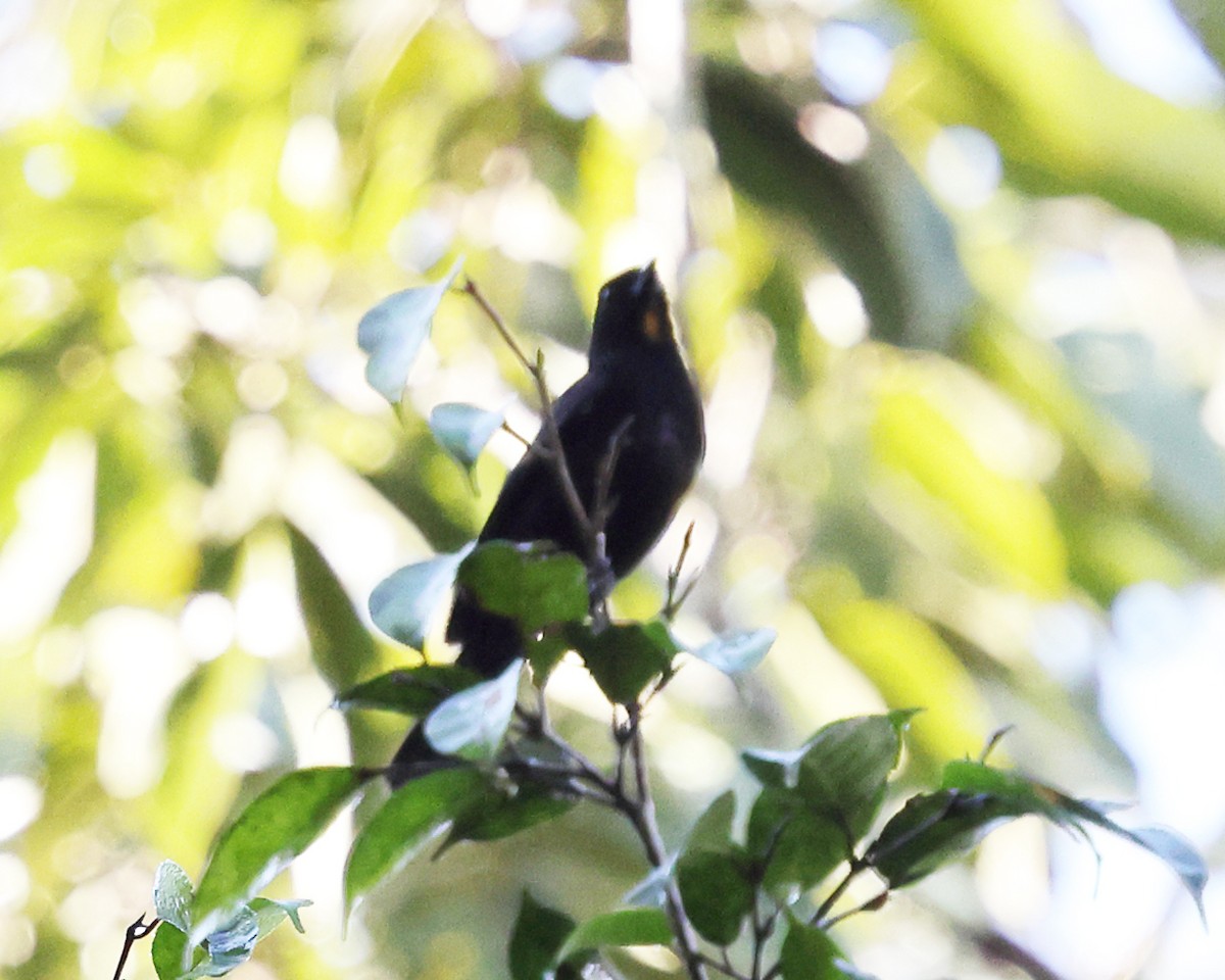 Flame-crested Tanager - ML639027802