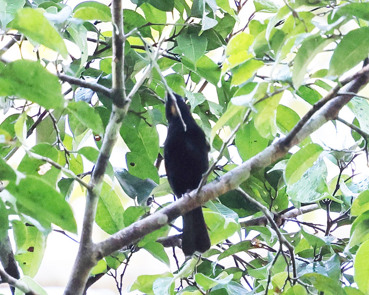 Flame-crested Tanager - ML639027805