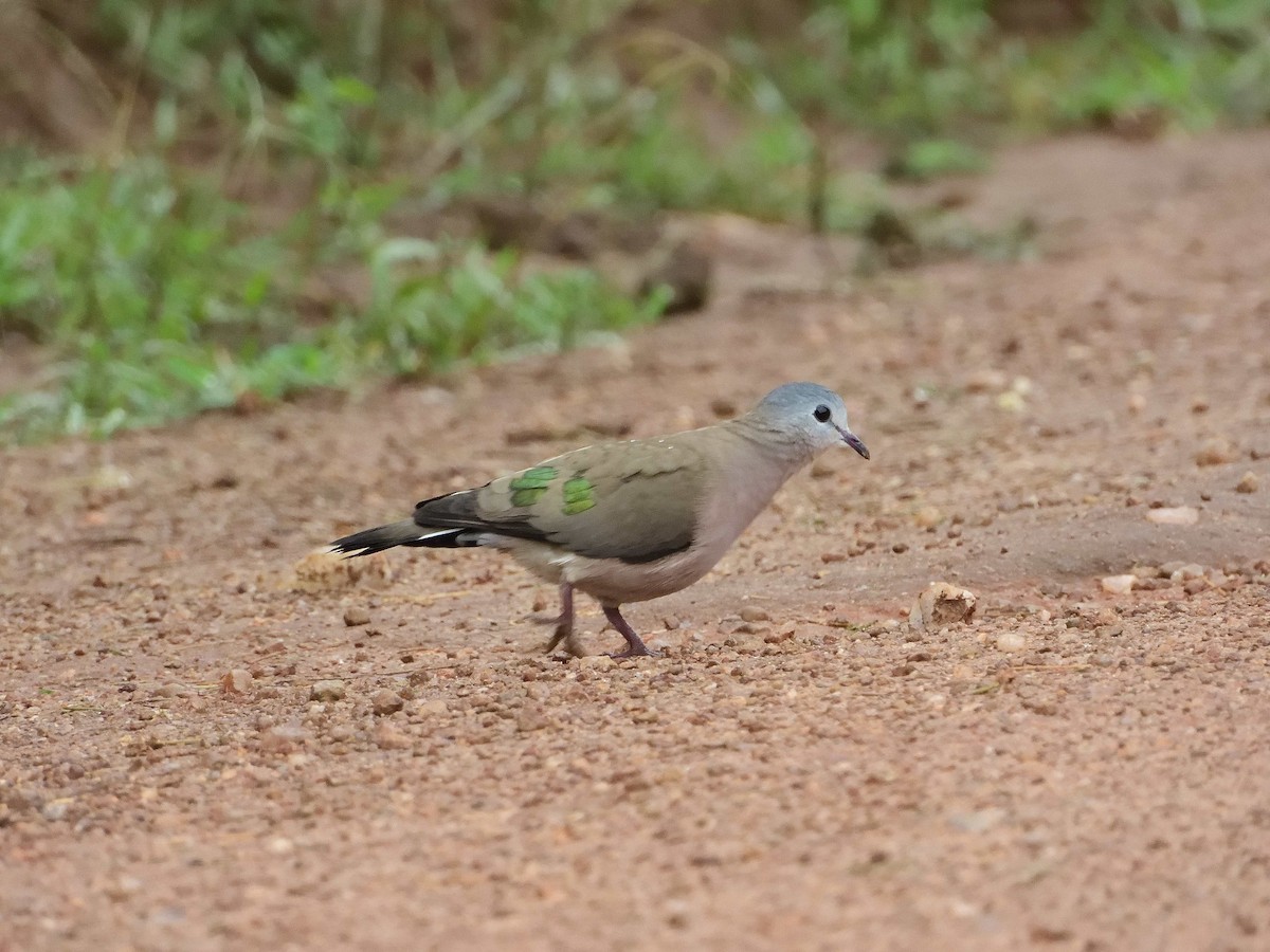 Emerald-spotted Wood-Dove - ML639027806