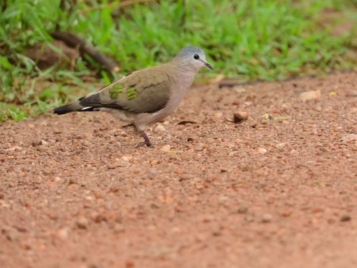 Emerald-spotted Wood-Dove - ML639027822