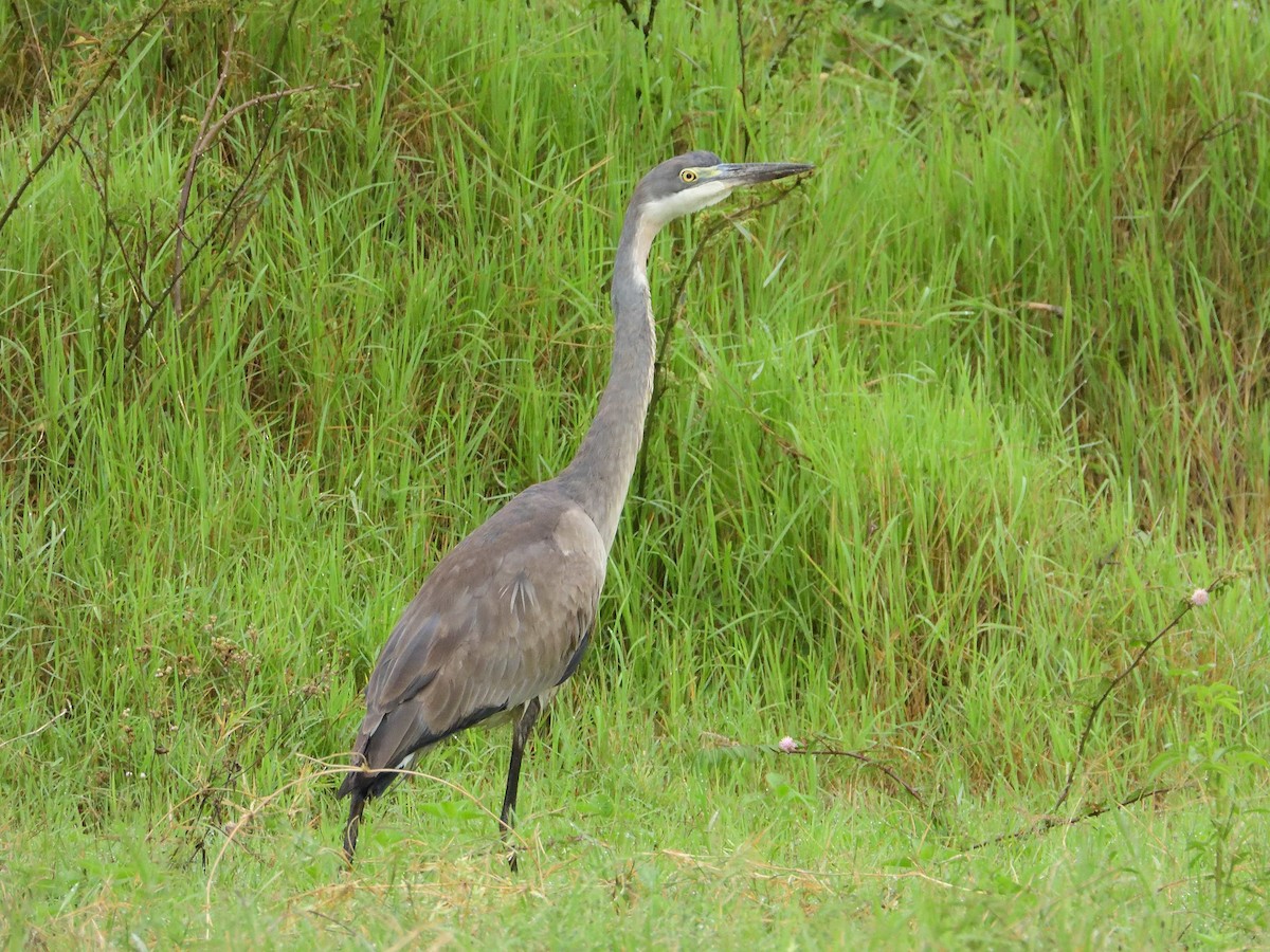 Black-headed Heron - ML639027838