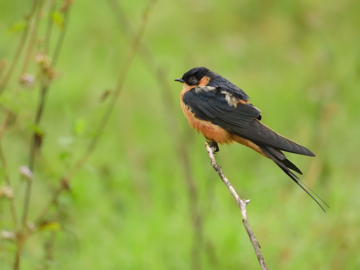 Rufous-chested Swallow - ML639027881