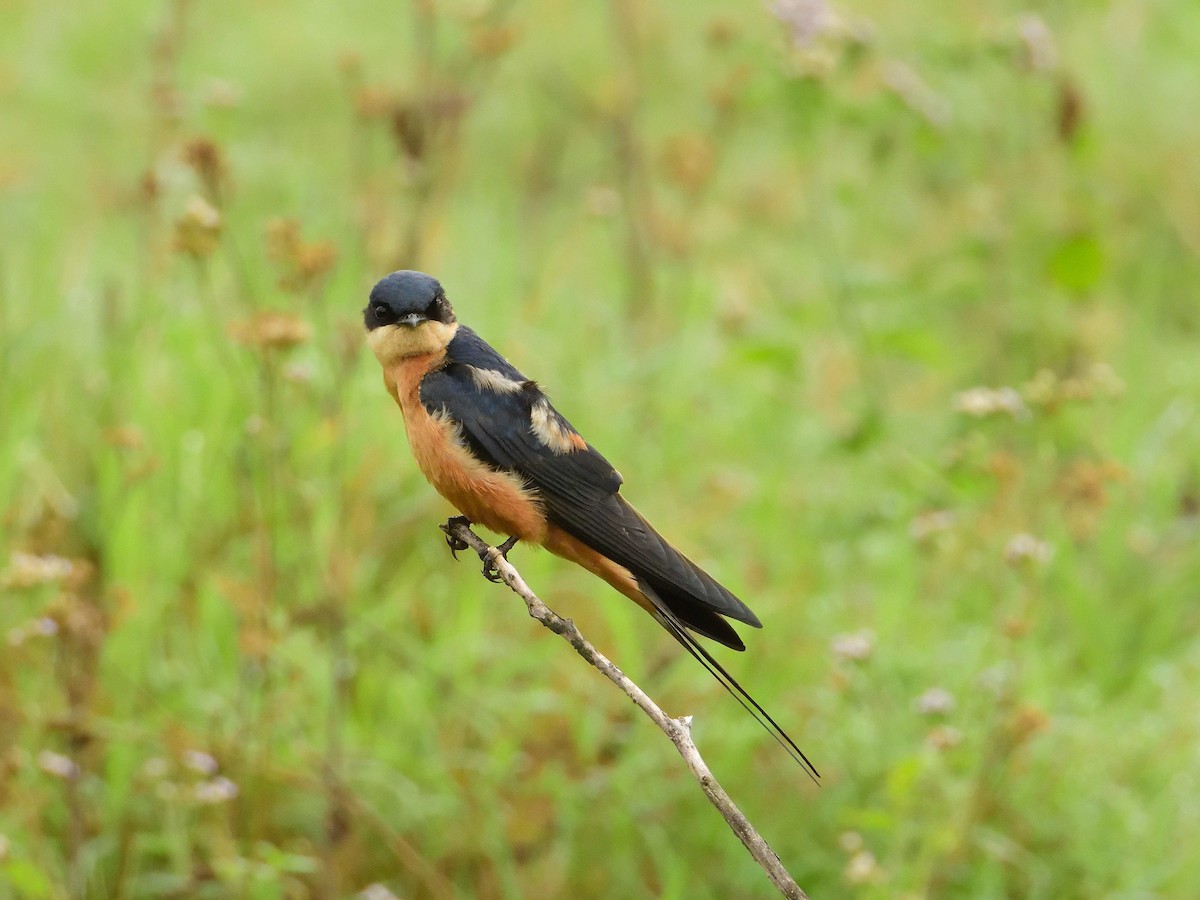 Rufous-chested Swallow - ML639027895
