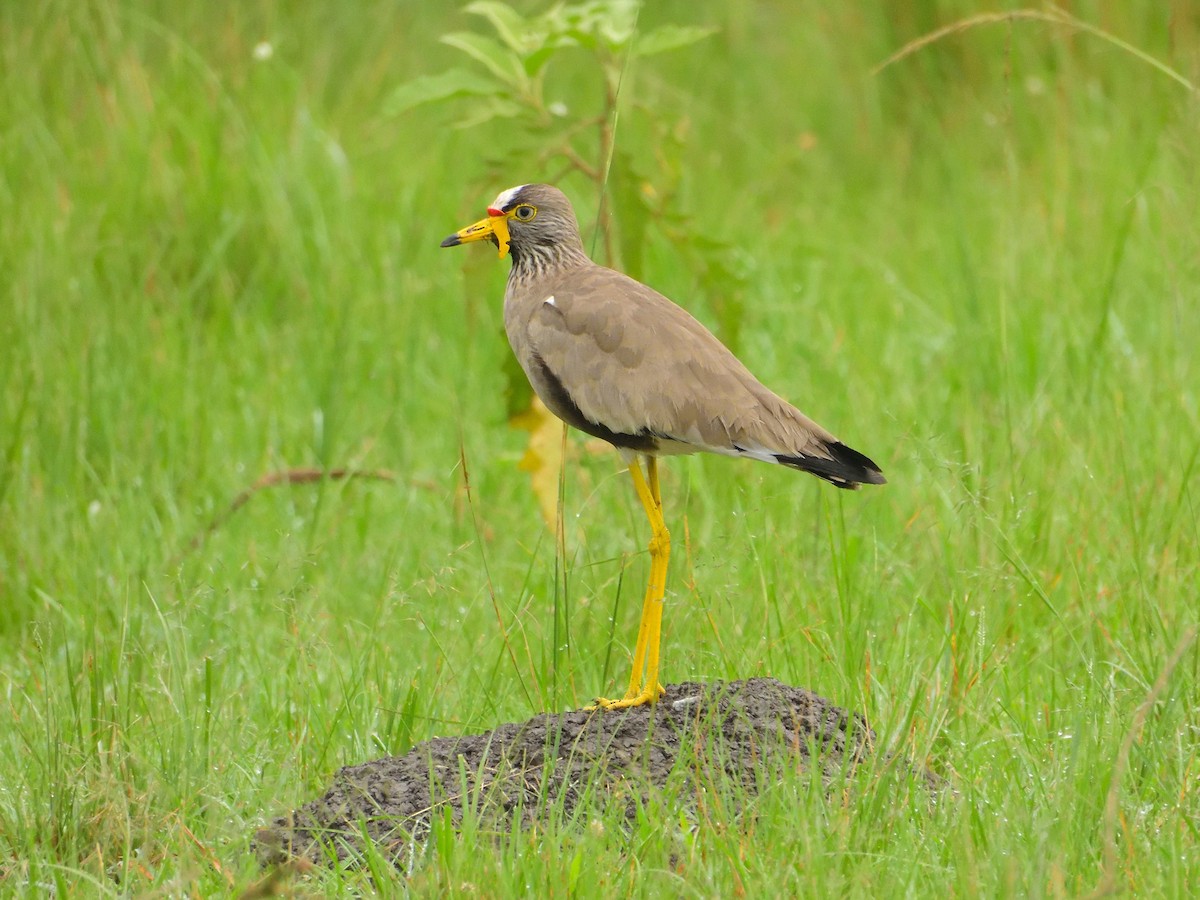 Wattled Lapwing - ML639027910