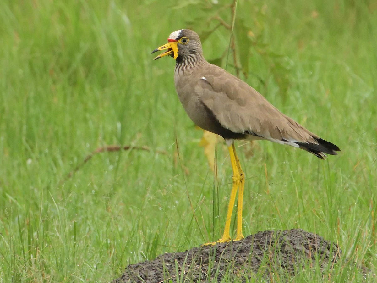 Wattled Lapwing - ML639027938