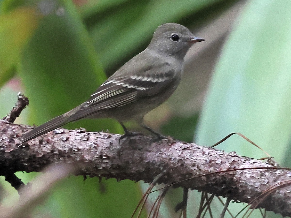 Olivaceous Elaenia - ML639027949