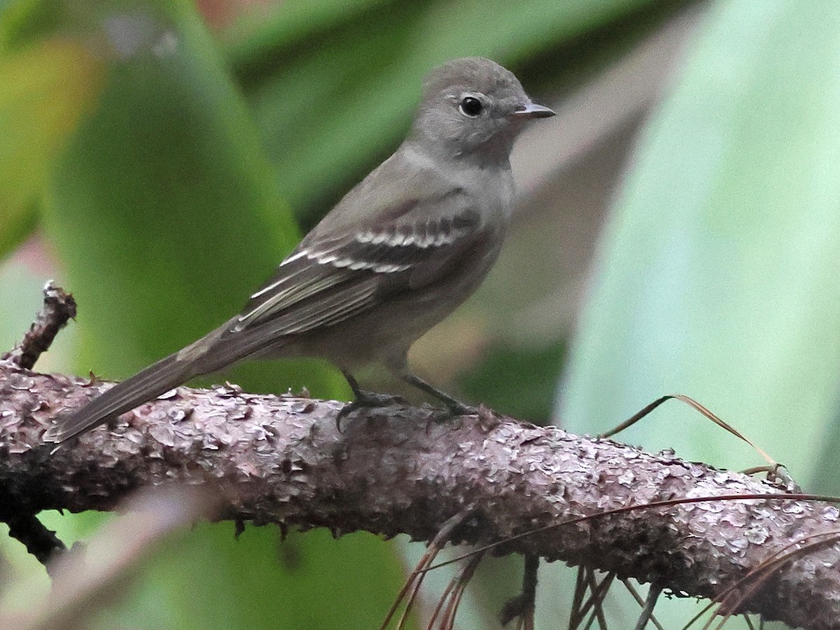 Olivaceous Elaenia - ML639027950