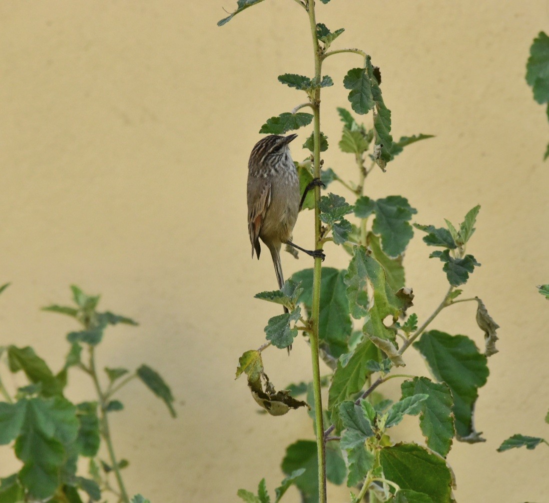 Plain-mantled Tit-Spinetail - ML639028027