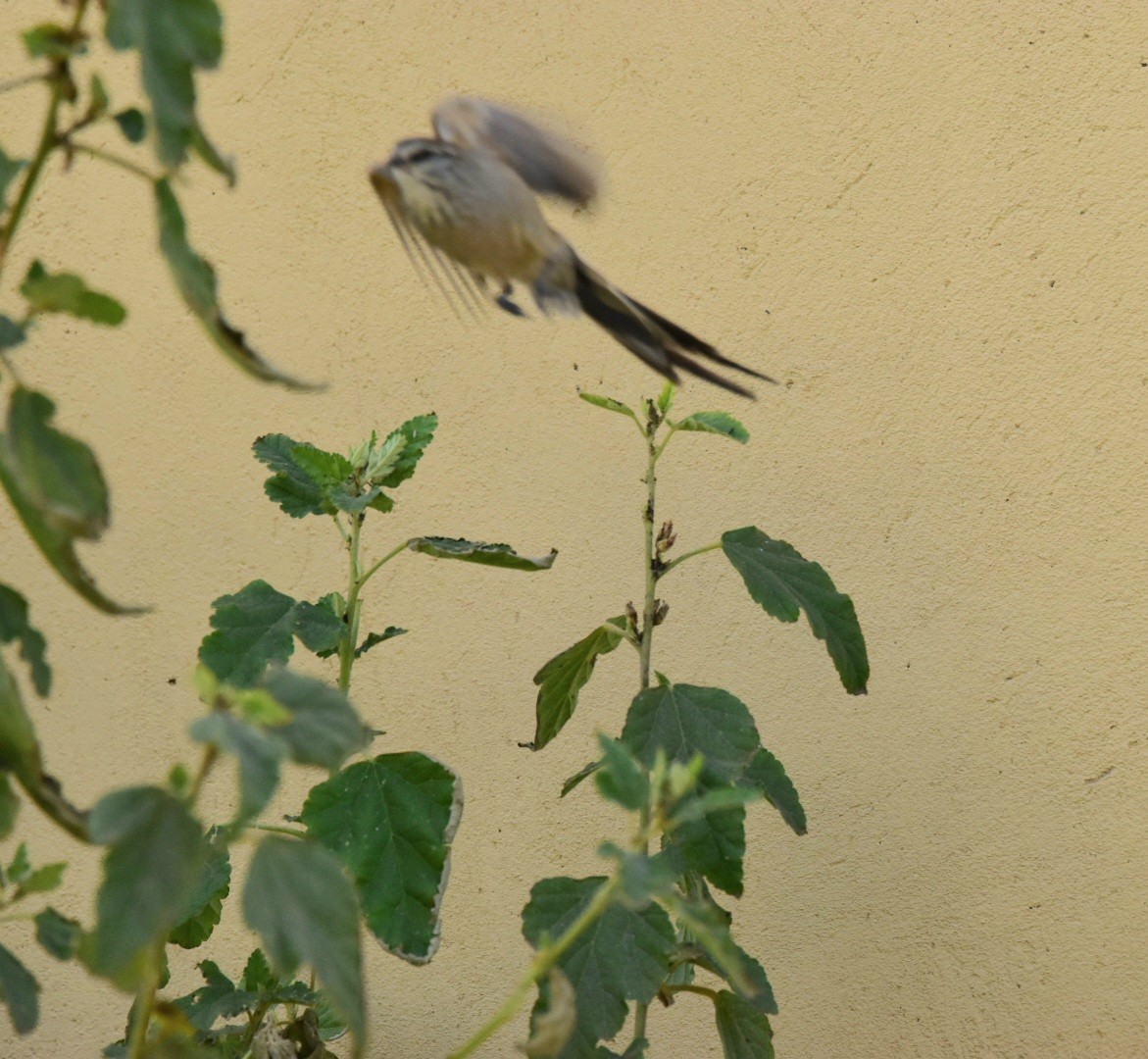 Plain-mantled Tit-Spinetail - ML639028028