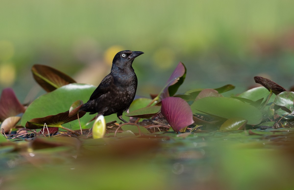 Common Grackle - ML639028054