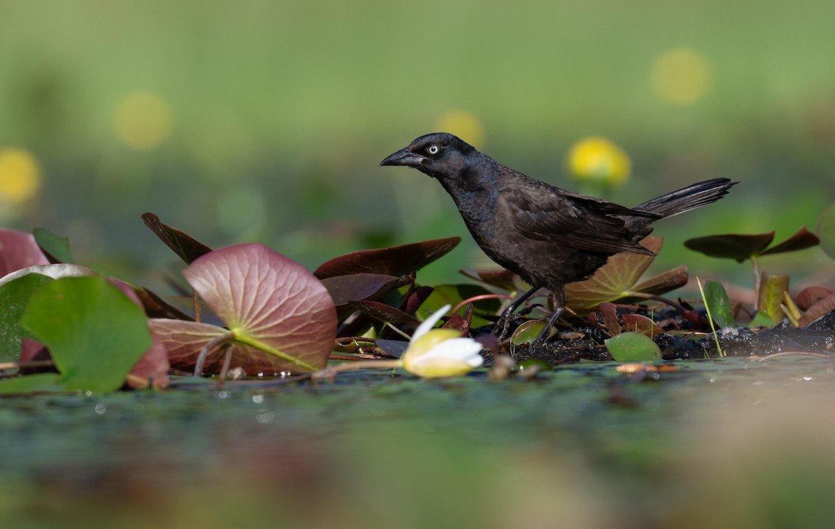 Common Grackle - ML639028055