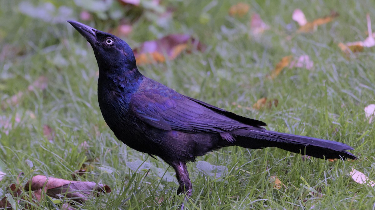 Common Grackle - ML639028166