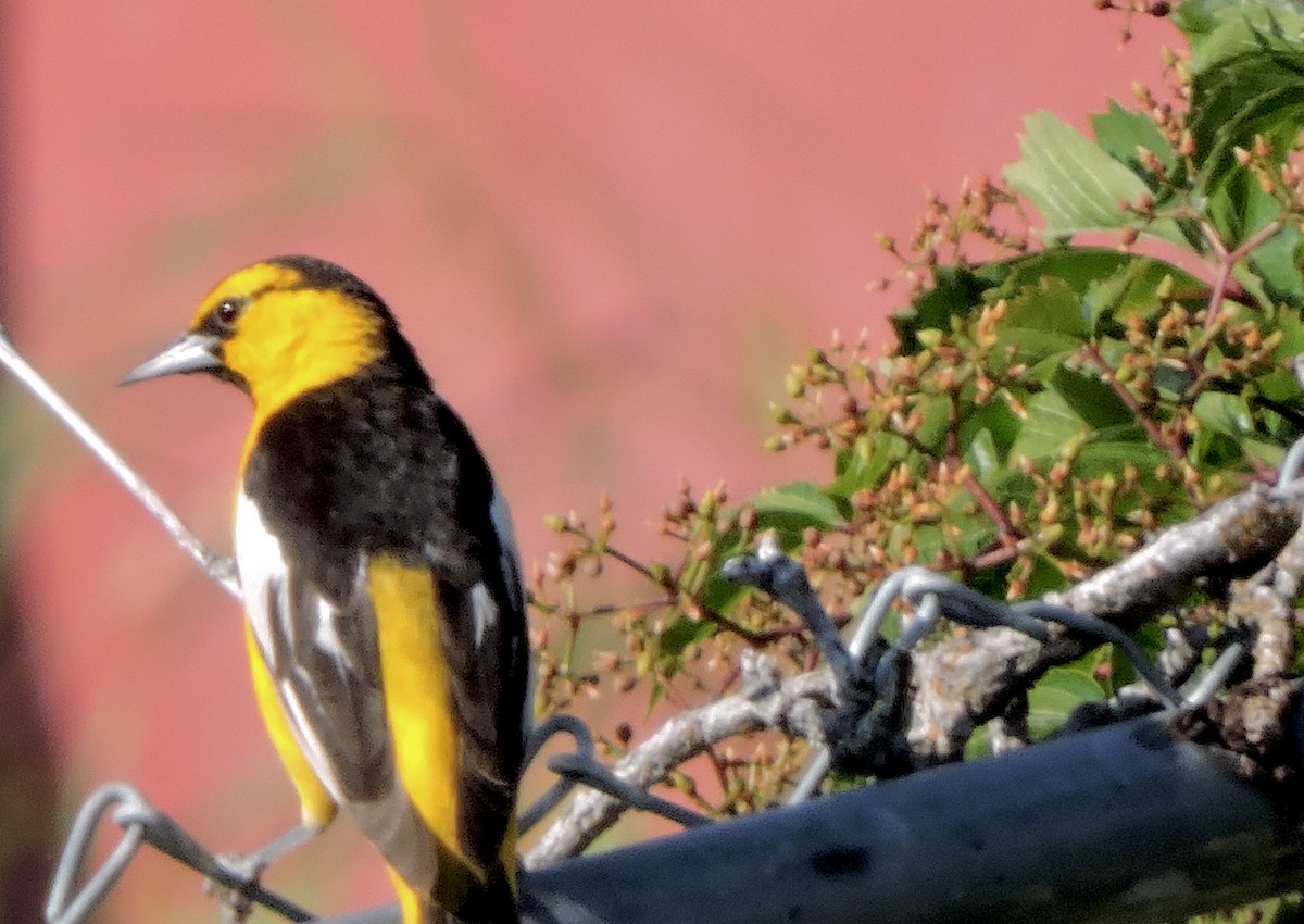 Bullock's Oriole - ML639028170