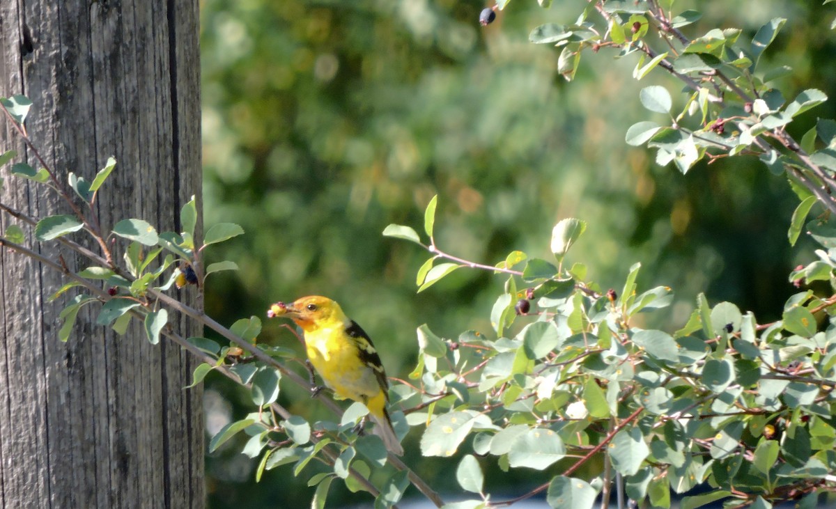Western Tanager - ML639028175
