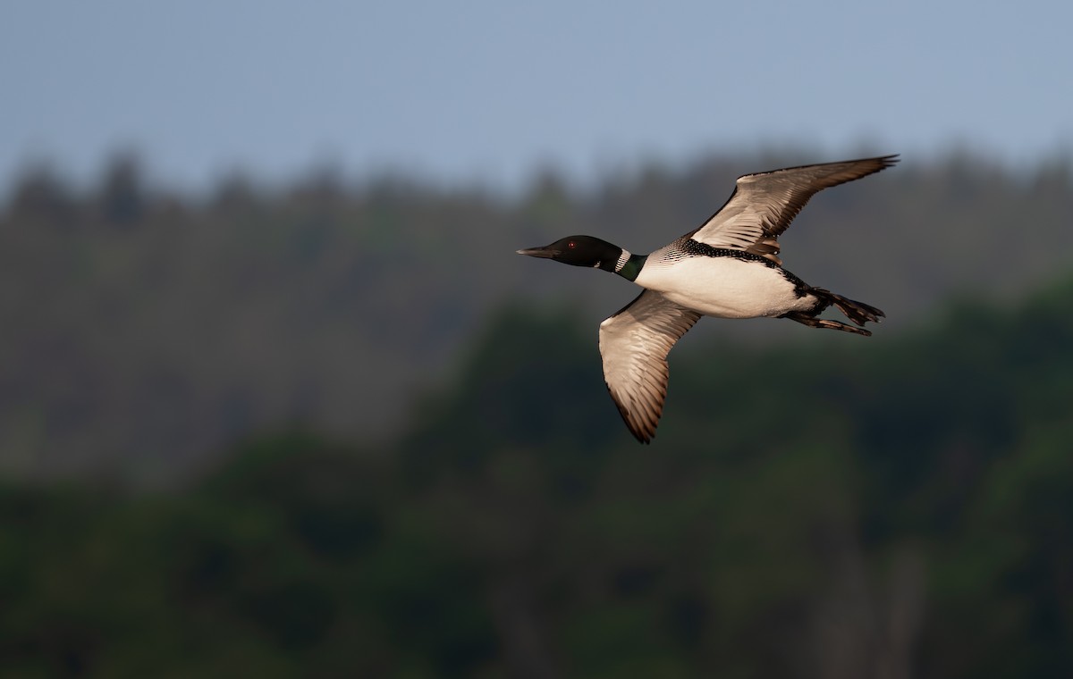 Common Loon - ML639028183